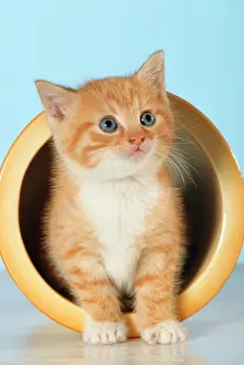 Marmalade: CAT - marmalade and white kitten emerging from pot