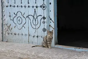 Tunisia: A cat in the Medina in Kairouan Tunisia