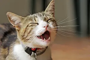 Miaowing: Cat - miaowing / calling