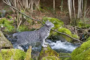 Pieces: Cat on mossy rock in the forest Alsace France