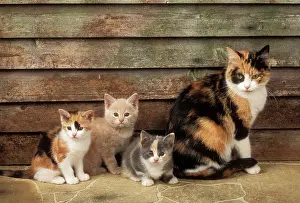 Queen: CAT - Mother cat with three different colour kittens