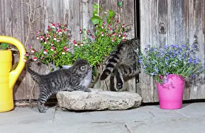 Enter: Cat - mother entering garden shed followed by kitten