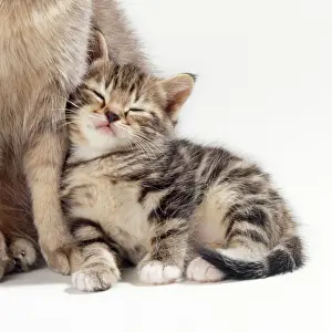 Sleeping: Cat - Mother & Kitten 35 days old