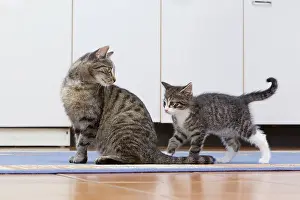 Kitchens: Cat - mother with kitten in kitchen