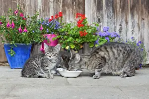Share: Cat - mother with two kittens feeding outdoors
