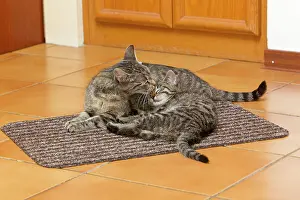 Kitchens: Cat - mother licking kitten in kitchen