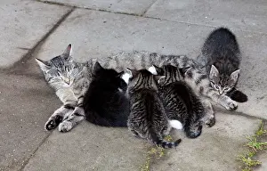 Suckle: Cat - mother suckling four kittens outdoors