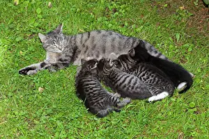 Suckle: Cat - mother suckling four kittens outdoors