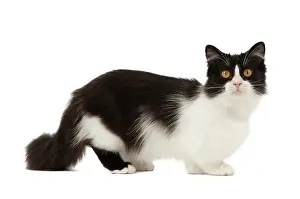 Munchkin: Cat - Munchkin