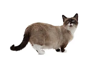 Munchkin: Cat - Munchkin