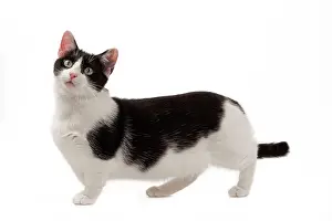 Munchkin: Cat - Munchkin