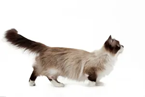 Munchkin: Cat - Munchkin