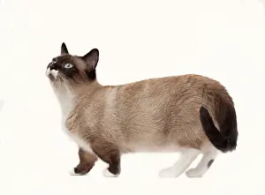 Munchkin: Cat - Munchkin
