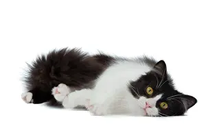 Munchkin: Cat - Munchkin