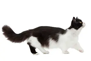 Munchkin: Cat - Munchkin