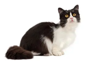 Munchkin: Cat - Munchkin
