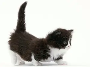 Munchkin: Cat - Munchkin