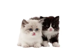 Munchkin: Cat - Munchkin