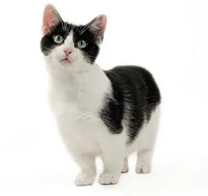 Munchkin: Cat - Munchkin