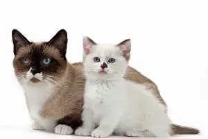 Munchkin: Cat - Munchkin - adult & kitten