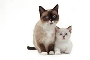 Munchkin: Cat - Munchkin - adult & kitten