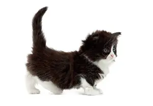 Munchkin: Cat - Munchkin kitten