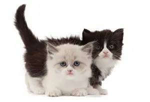 Munchkin: Cat - Munchkin kittens