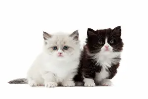 Munchkin: Cat - Munchkin kittens