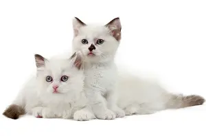 Munchkin: Cat - Munchkin kittens