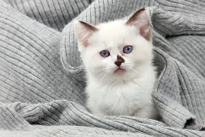 Munchkin: Cat - Munchkin kittens