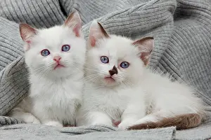 Munchkin: Cat - Munchkin kittens