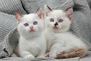 Munchkin: Cat - Munchkin kittens