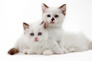 Munchkin: Cat - Munchkin kittens