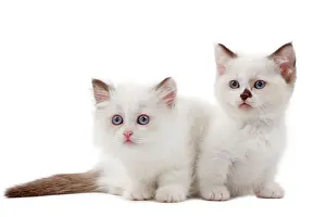 Munchkin: Cat - Munchkin kittens