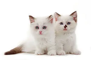 Munchkin: Cat - Munchkin kittens