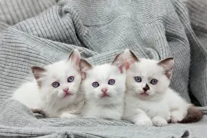 Munchkin: Cat - Munchkin kittens - in blanket