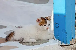 Mykonos: Cat, Mykonos, Greece