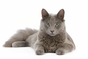 Nebelungs: Cat - Nebelung