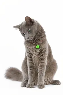 Nebelungs: Cat - Nebelung