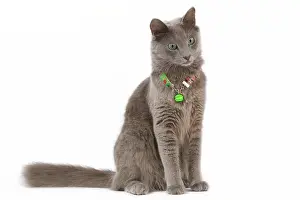 Nebelungs: Cat - Nebelung
