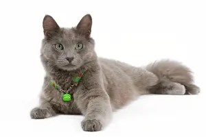 Nebelungs: Cat - Nebelung