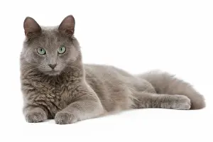 Nebelungs: Cat - Nebelung