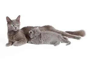 Nebelungs: Cat - Nebelung - Cat with kitten