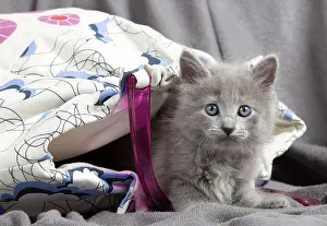 Nebelungs: Cat - Nebelung kitten