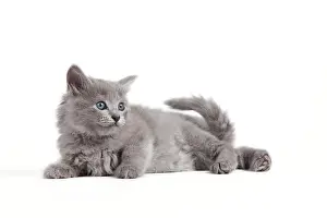 Nebelungs: Cat - Nebelung kitten
