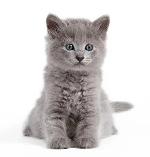 Nebelungs: Cat - Nebelung kitten