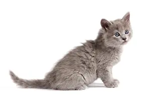 Nebelungs: Cat - Nebelung Kitten