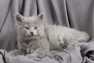 Nebelungs: Cat - Nebelung Kitten