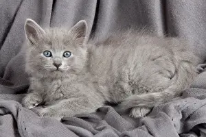 Nebelungs: Cat - Nebelung Kitten