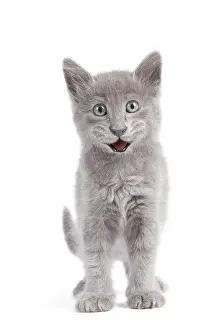 Shock: Cat - Nebelung Kitten